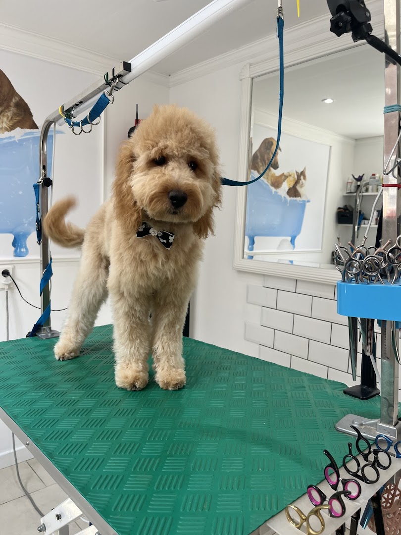 Een mooi getrimde Goldendoodle met strikje bij Spa dieren by Gosia