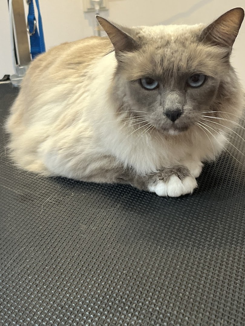 Een rustige Ragdoll-kat op de verzorgingstafel
