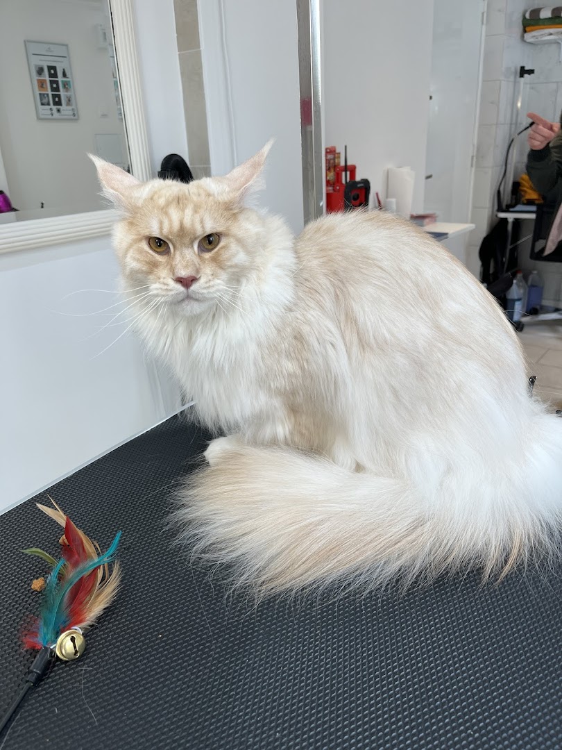Crèmekleurige Maine Coon, prachtig uitgekamd