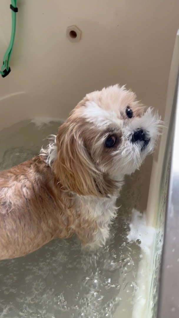 Hondje in het warme bubbelbad