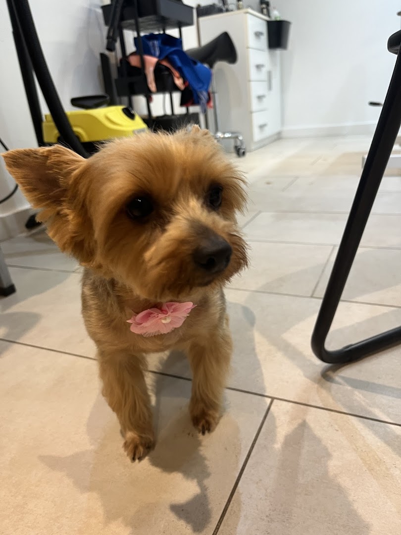 Yorkshire terriër met een bloemetje in de salon