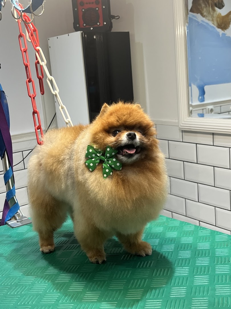 Pomeriaan met groen strikje na een trimbeurt