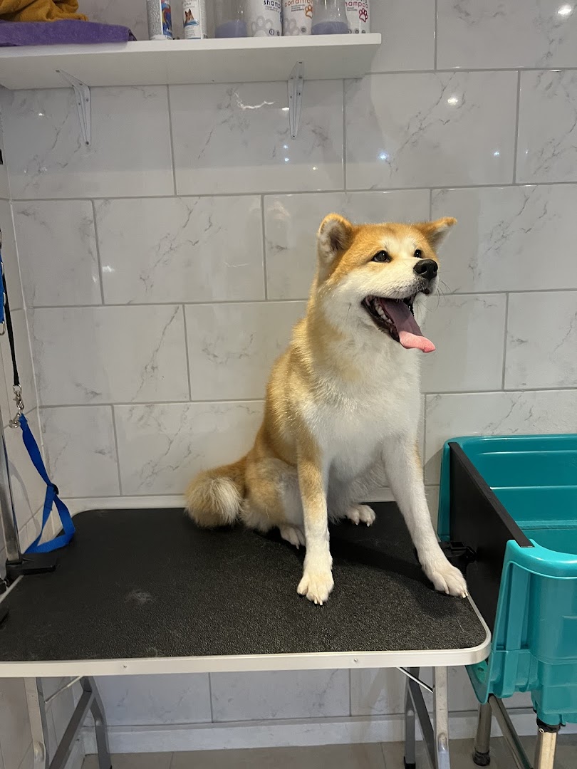 Vrolijke Akita op de trimtafel