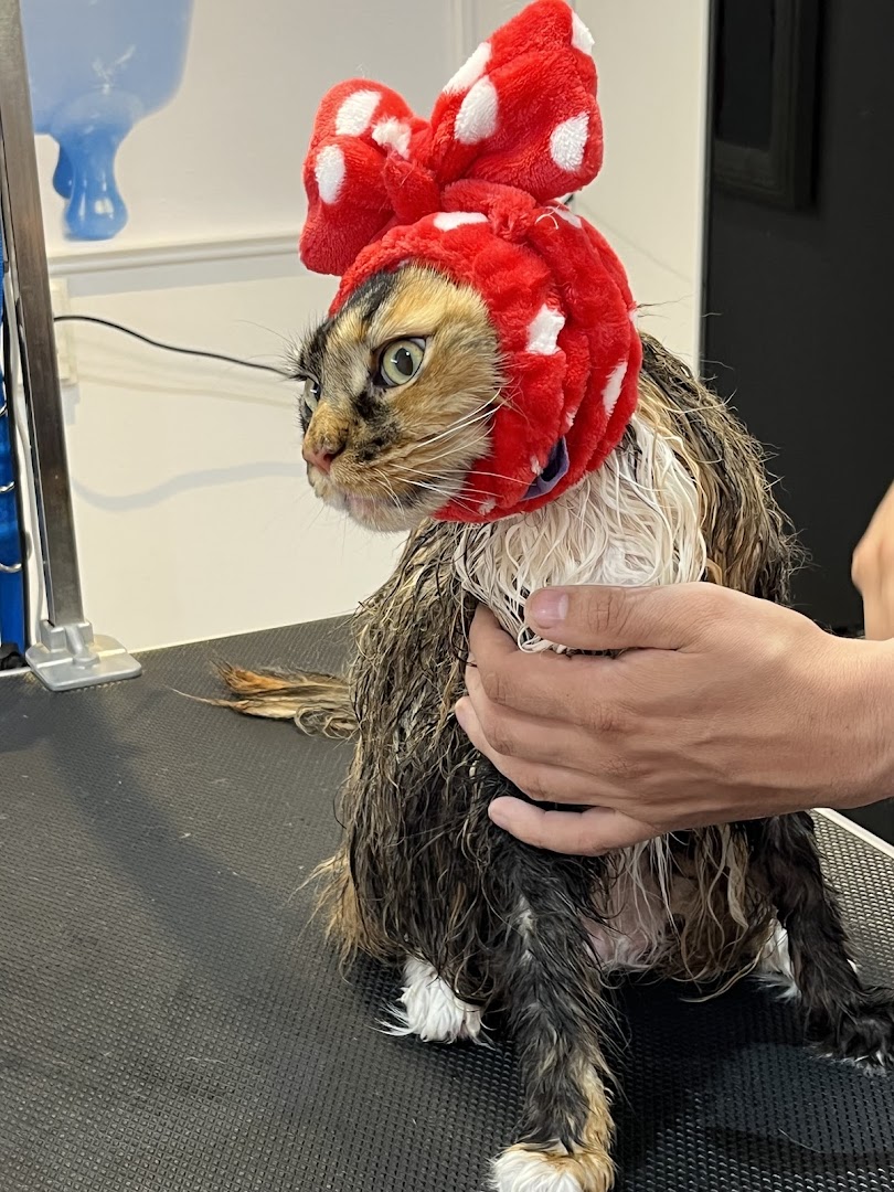 Kat met rood strikje, schoon en gedroogd